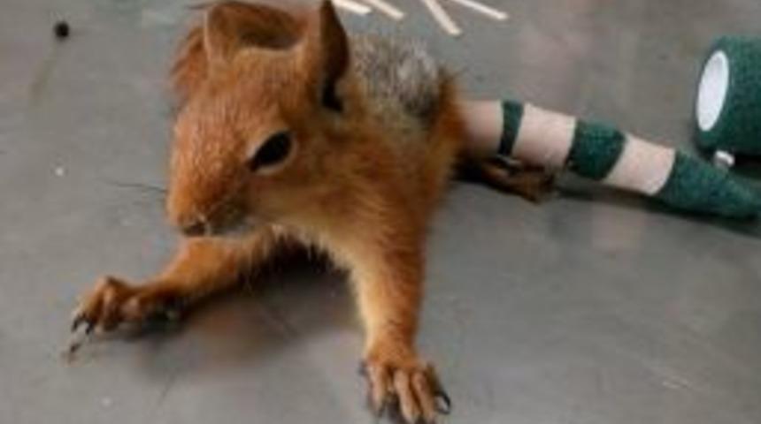 Ceviz Koparmak İsterken Ağa&ccedil;tan D&uuml;ş&uuml;p Ayağını Kıran Sincaba Belediye Sahip &Ccedil;ıktı