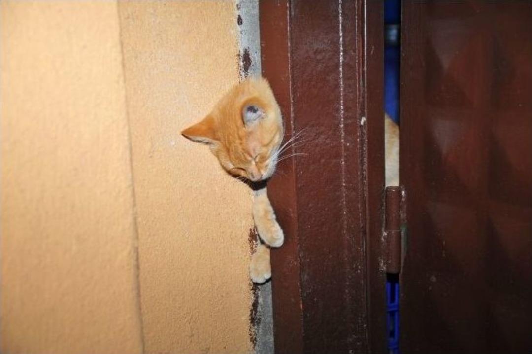 Kapıya Sıkışan Kediyi İtfaiye Kurtardı