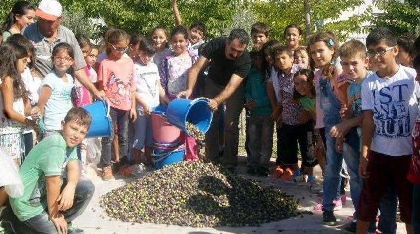 Didim&rsquo;de Zeytinler İlk Meyvelerini Verdi