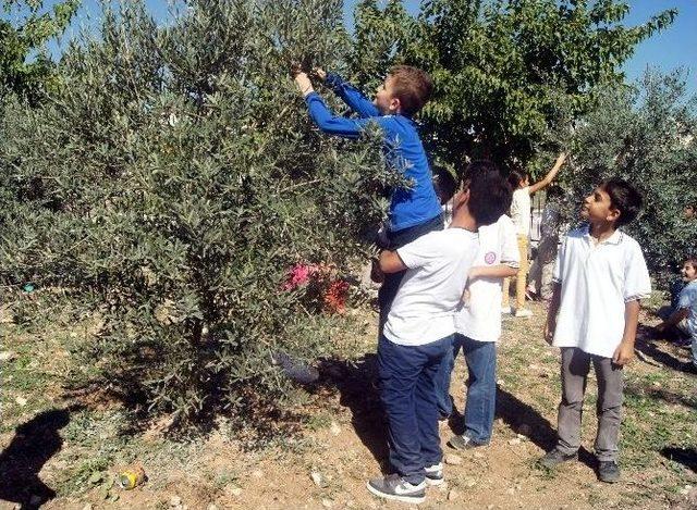 Didim’de Zeytinler İlk Meyvelerini Verdi