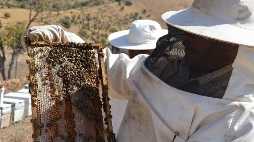 Pervari Karakovan Balı Piyasaya &Ccedil;ıktı