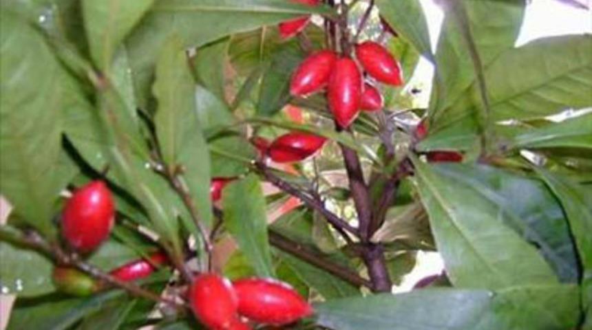 Hiç bilmediğiniz egzotik meyveler