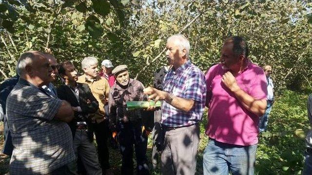 ‘fındık Yetiştiriciliğinde Budama Elemanı Benim’ Projesi