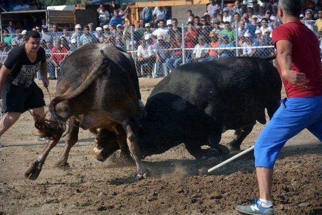 Pehlivan Boğalar Balıkköy Arenası’nda Kozlarını Paylaştı