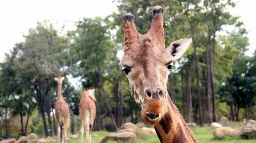 (&ouml;zel Haber) Burası Afrika Değil Bursa