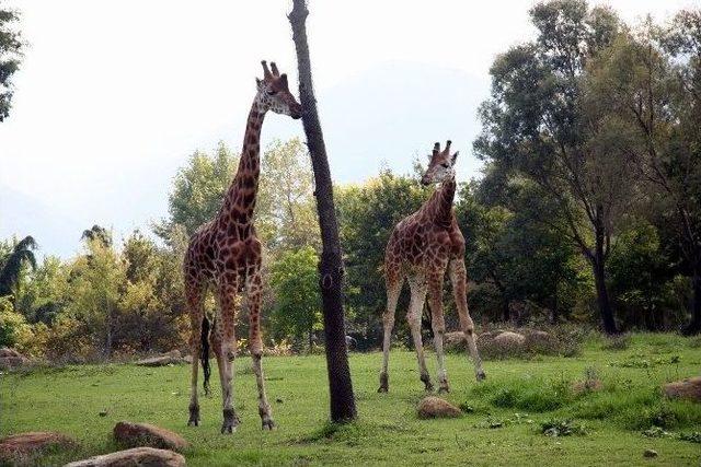 (özel Haber) Burası Afrika Değil Bursa