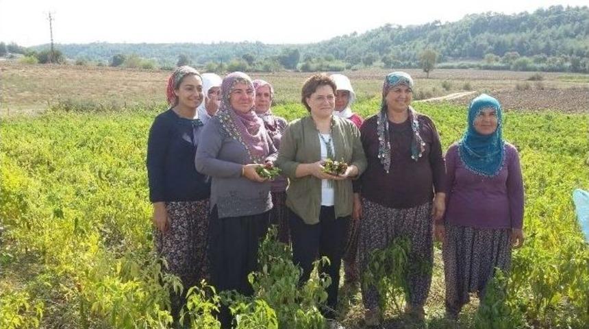 Sarı, Biber Hasadına Katıldı