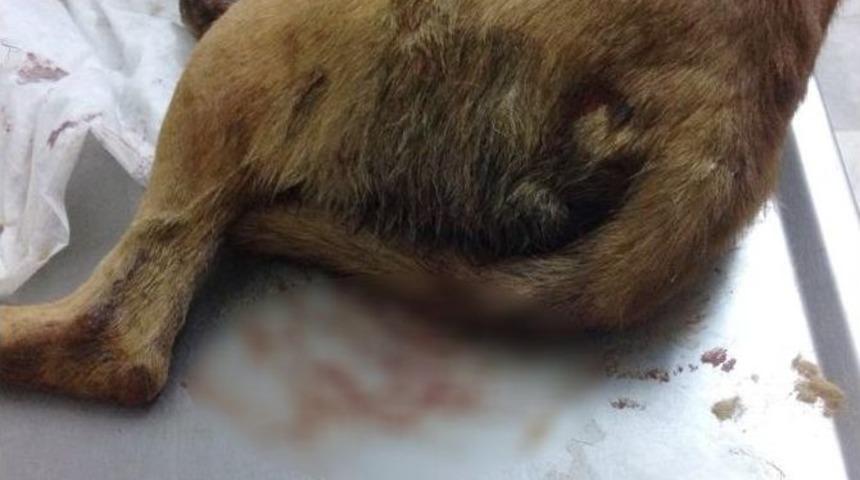 Dalyan&rsquo;da Hayvan Katliamının &Ouml;n&uuml;ne Ge&ccedil;ilemiyor