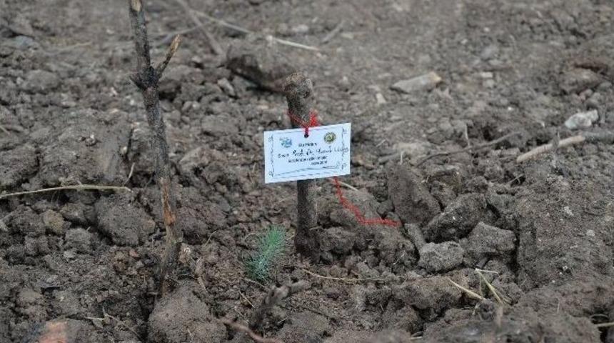 Y&uuml;zlerce &Uuml;niversiteli Yanan Ormana Fidan Dikti