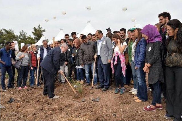 Yüzlerce Üniversiteli Yanan Ormana Fidan Dikti