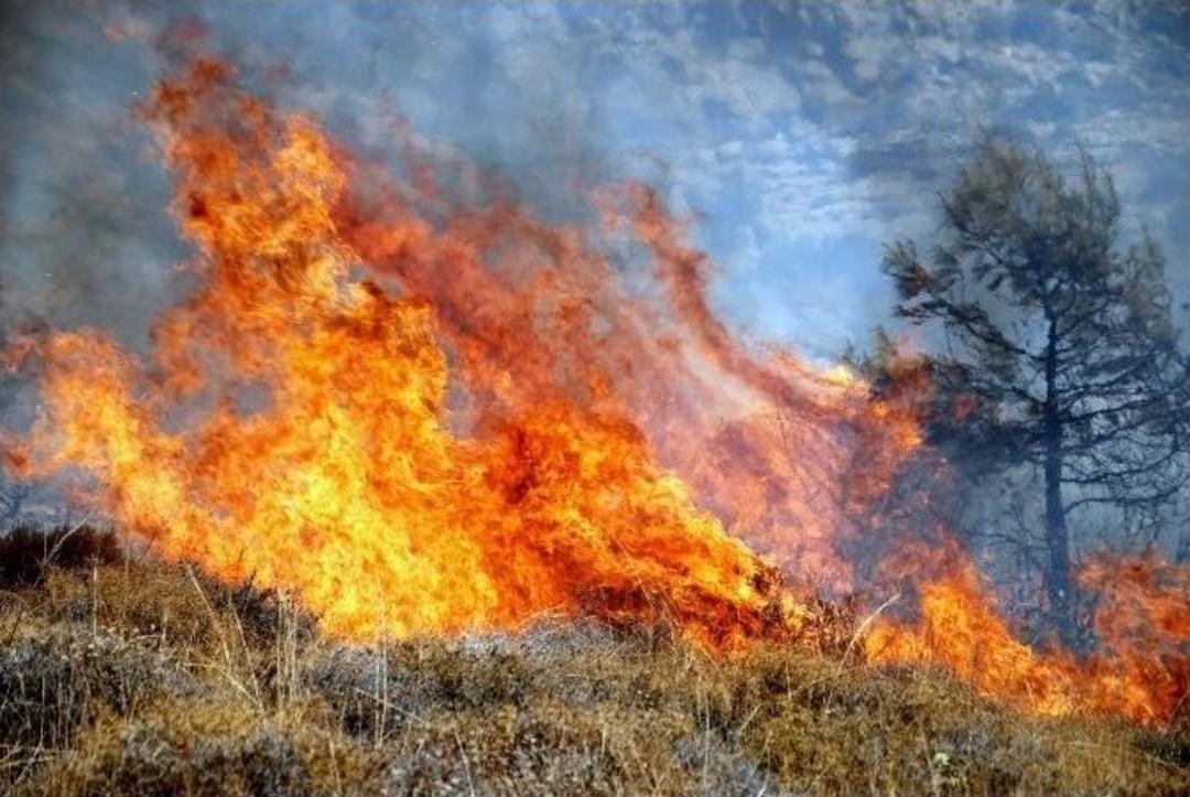 Mersin&rsquo;de Orman Yangını