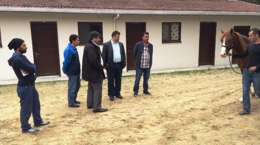 Malatya&rsquo;dan Giden Yarış Taylarına İlgi B&uuml;y&uuml;k