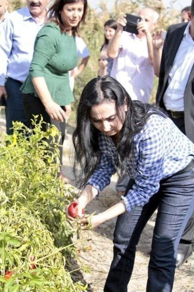 Hdp Eş Genel Başkanı Yüksekdağ Tarım İşçileriyle Buluştu