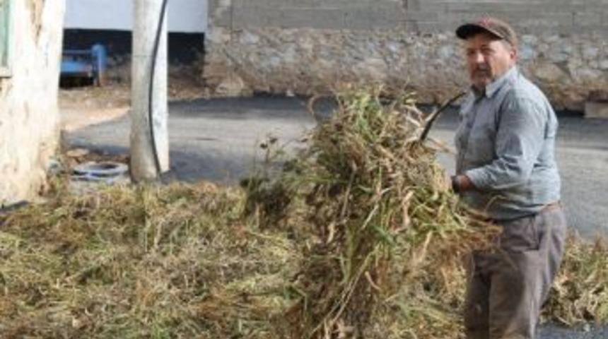 Kuru Fasulye &Ccedil;ift&ccedil;inin Y&uuml;z&uuml;n&uuml; G&uuml;ld&uuml;rd&uuml;