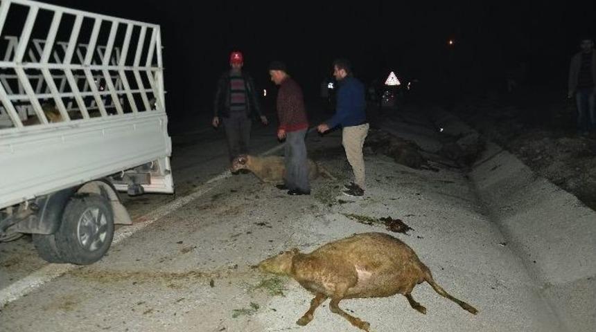 Otomobilin &Ccedil;arptığı 16 Koyun &Ouml;ld&uuml;