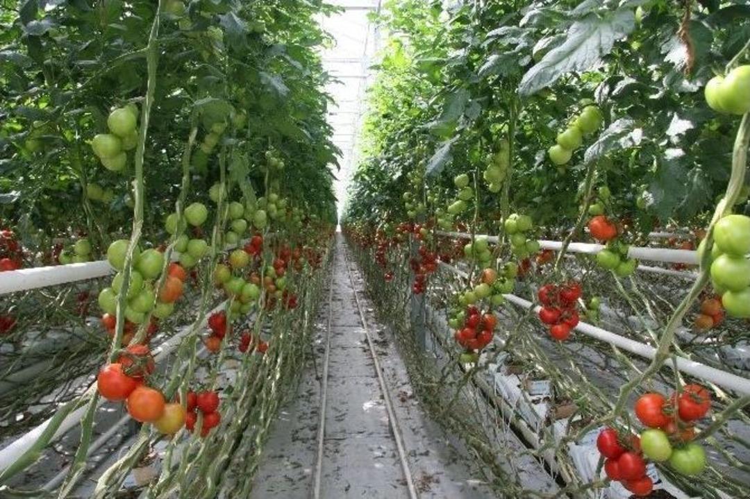 Bunlar Da M&uuml;zik Sever Domatesler