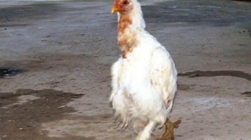 Penguen Y&uuml;r&uuml;y&uuml;şl&uuml; Tavuk İlgi Odağı Oldu