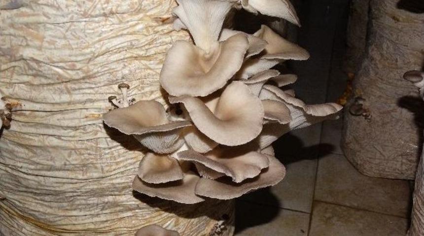 Bilecik&rsquo;te Kayın Mantarı Yetiştiriciliği Kursu Başlıyor