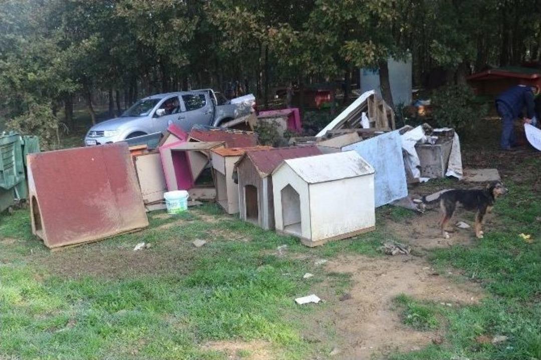 Ey&uuml;p&rsquo;te Hayvanlar Sahipsiz Değil