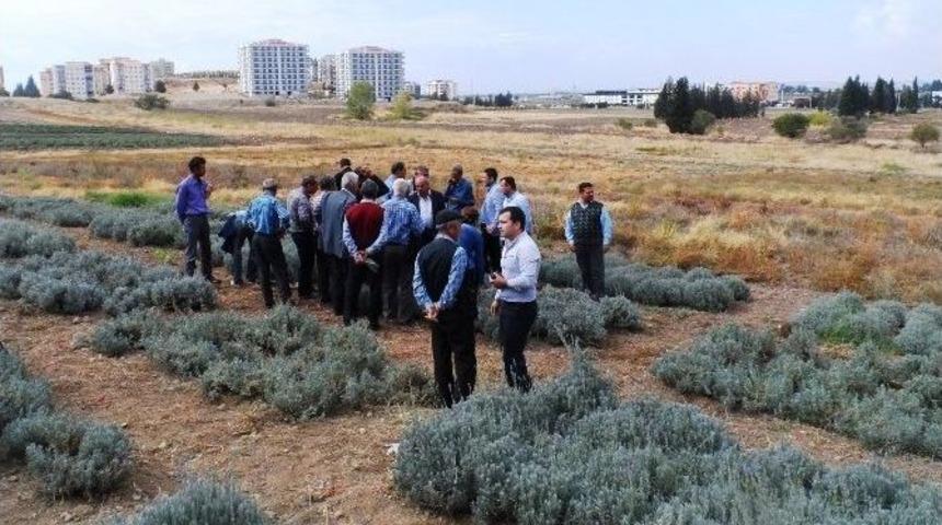 Yunusemre&rsquo;den Lavanta &Uuml;retimi İ&ccedil;in İnceleme Gezisi