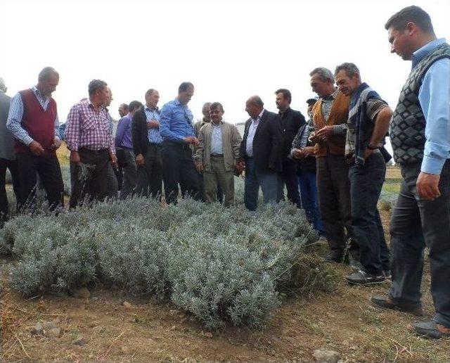 Yunusemre’den Lavanta Üretimi İçin İnceleme Gezisi