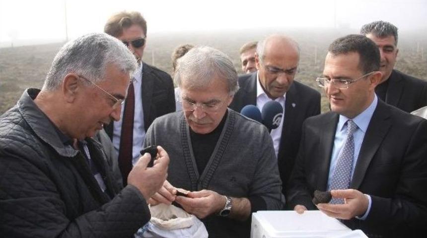 Karabük’te "siyah Elmas" Yetişecek