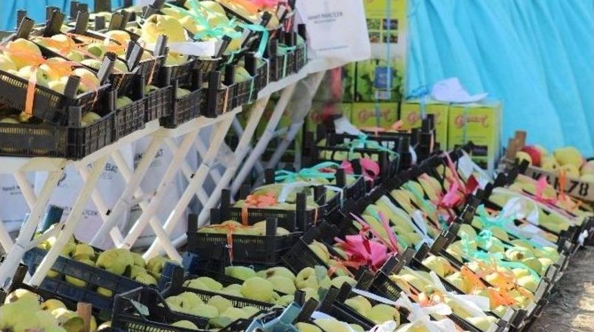 Kahramanmaraş&rsquo;ta Ayva Hasadı Başladı