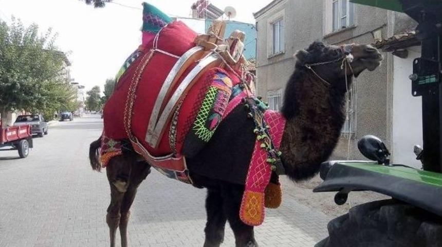 Aydın&rsquo;da Develer Havutlanmaya Başladı