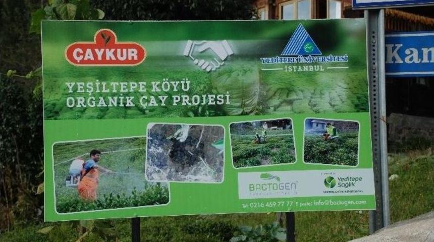 Rize&rsquo;de Organik &Ccedil;ay Projesi Hemşin&rsquo;den Sonra &Ccedil;ayeli&rsquo;de Devam Ediyor