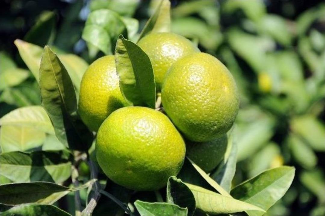Yeni &Ccedil;eşitler Narenciye &Uuml;reticisine Y&uuml;zde 30 Kar Getirecek