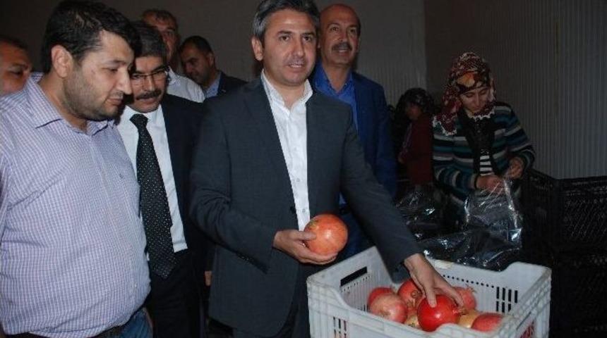 Almanya&rsquo;ya Nar İhracatı