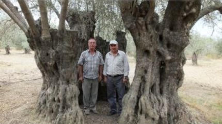 10 Asırlık Zeytin Ağacının İ&ccedil;ine 10 Kişi Sığıyor