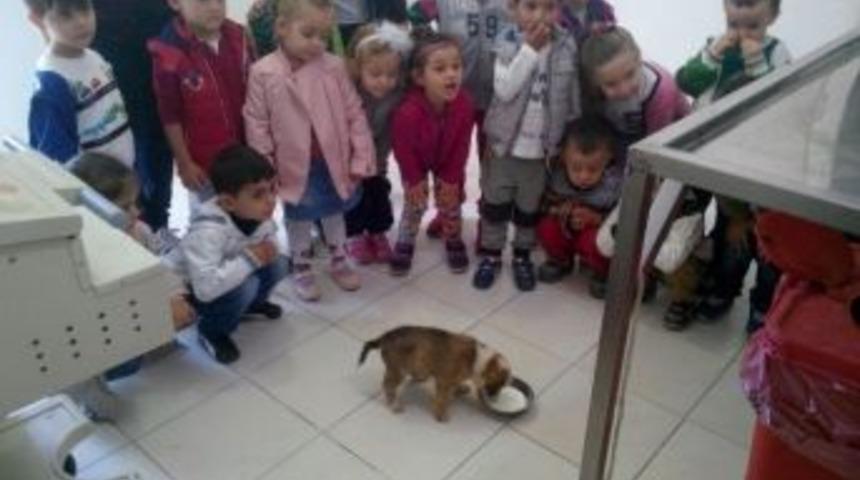 Burhaniye K&ouml;pek Barınağının Minik Ziyaret&ccedil;ileri