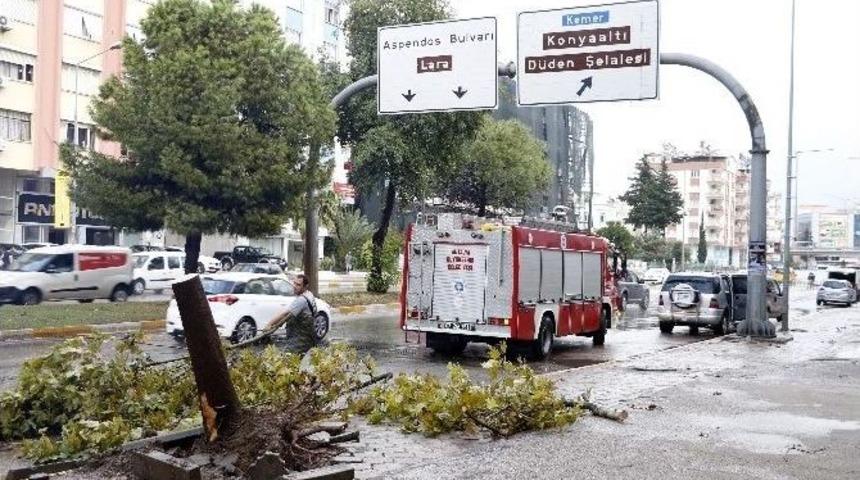 Şiddetli Fırtına Ağacı Kökünden Söktü