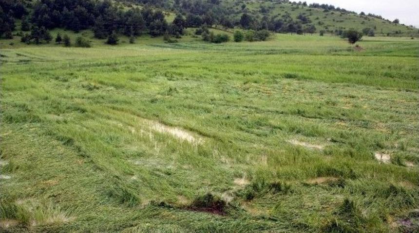 Tarsim, &Uuml;reticiye 700 Milyon Tl Hasar &Ouml;demesi Yapacak