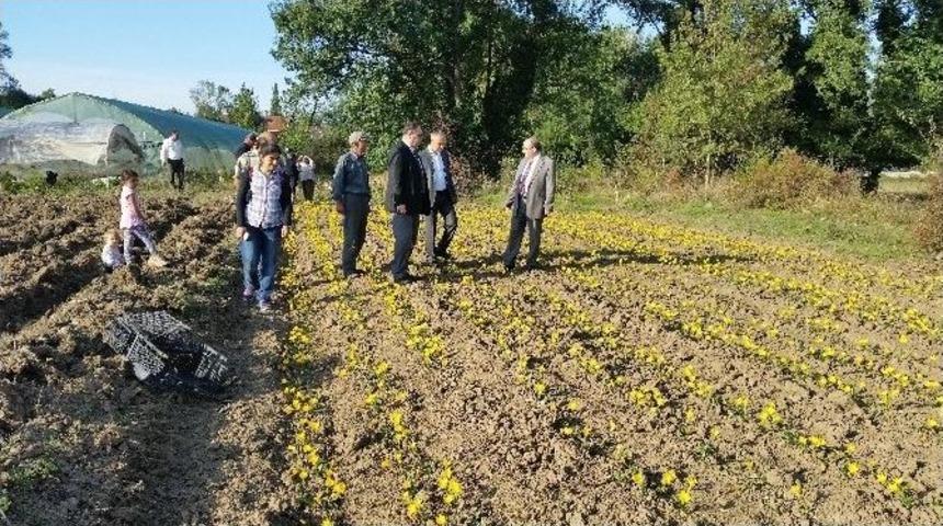 &Ccedil;aycuma&rsquo;da Lale, Zambak Ve &Ccedil;iğdem Soğanı &Uuml;retimi Katlanarak Devam Ediyor