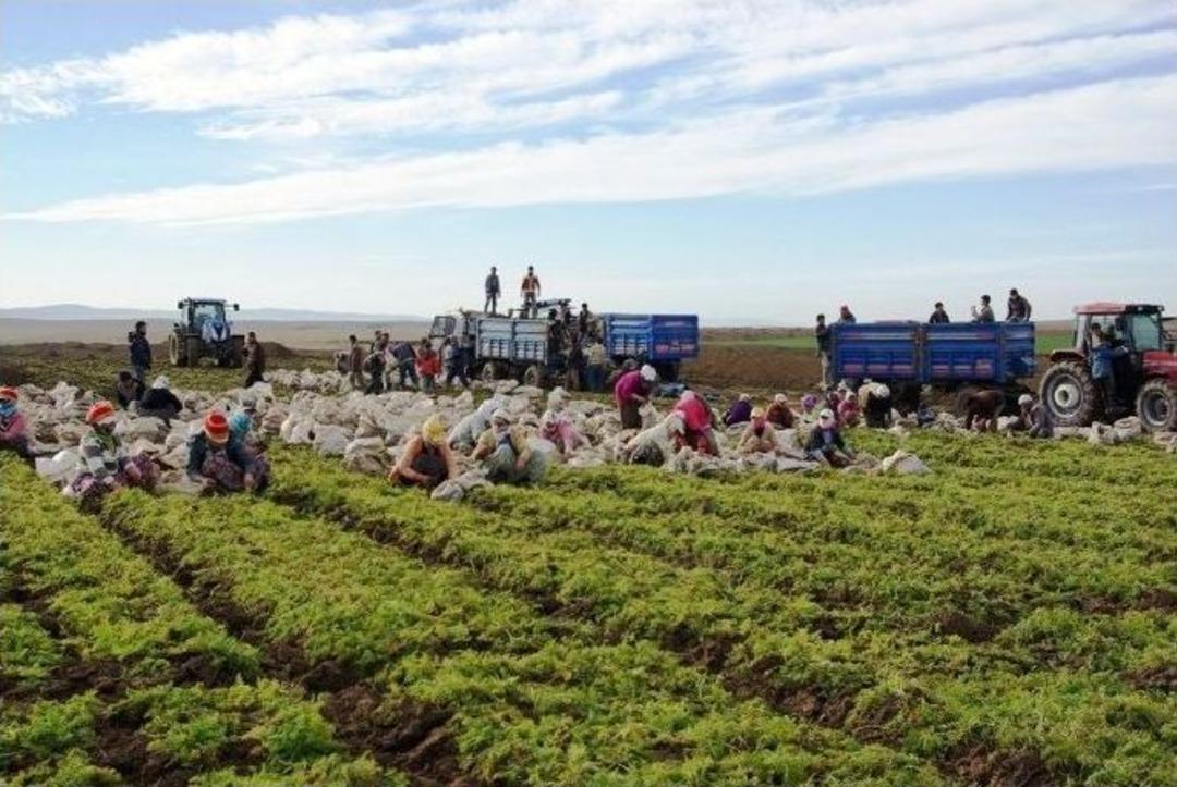 (&ouml;zel Haber) T&uuml;rkiye&rsquo;nin Havu&ccedil; Deposu Beypazarı&rsquo;nda Hasat Başladı