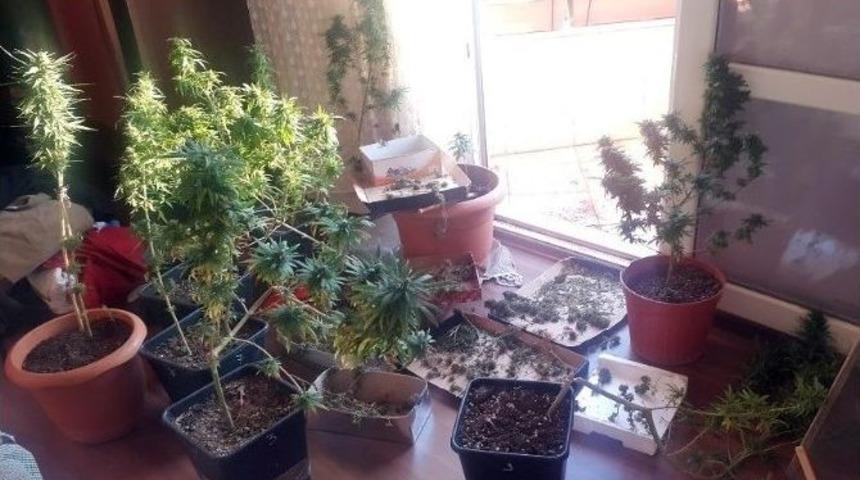 Esrar &Ccedil;eşidi Scank T&uuml;rkiye&rsquo;de Yaygınlaşıyor