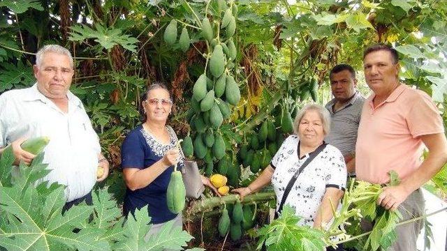 (özel Haber) Yarışma Programında Gördü, Papaya Üretmeye Başladı