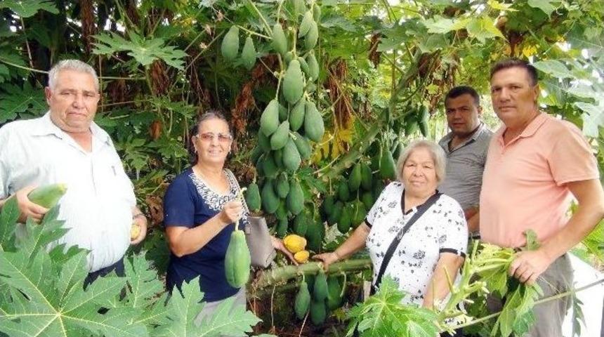 (&ouml;zel Haber) Yarışma Programında G&ouml;rd&uuml;, Papaya &Uuml;retmeye Başladı