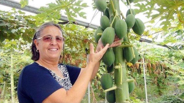 (özel Haber) Yarışma Programında Gördü, Papaya Üretmeye Başladı