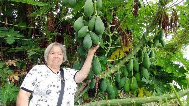 (özel Haber) Yarışma Programında Gördü, Papaya Üretmeye Başladı