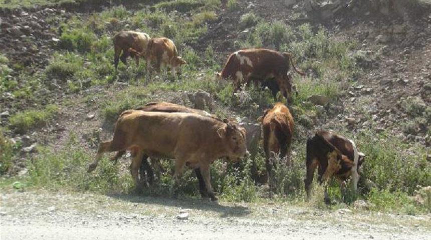 Kars'ın Çerme köyünde kuduz paniği! Karantinaya alındı