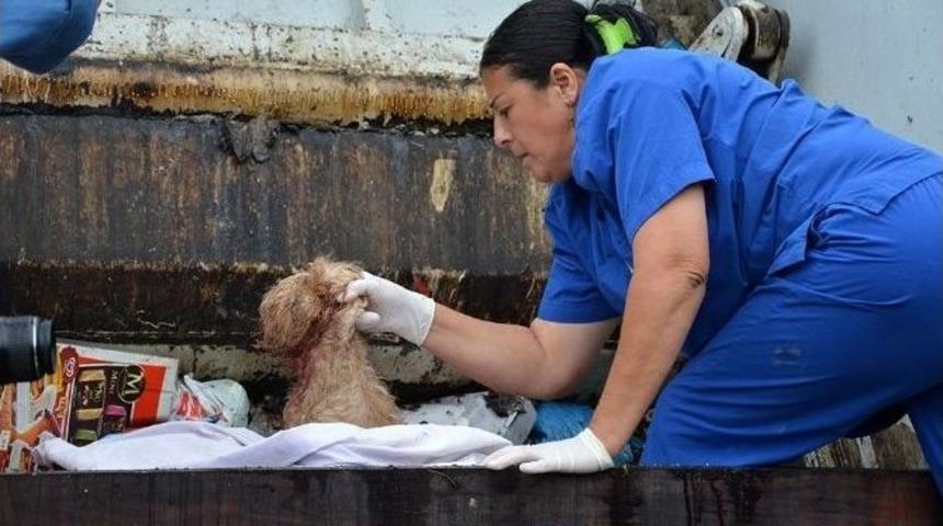 Yaralı K&ouml;peği &Ccedil;&ouml;pe Attılar