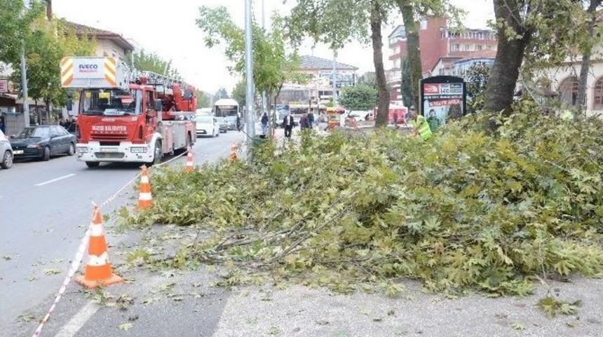 Ağa&ccedil;larda G&uuml;z Temizliği Başladı