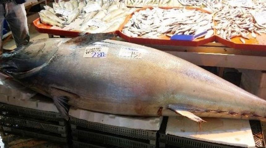 Balık Pazarının Dev Misafiri G&ouml;renleri Hayrete D&uuml;ş&uuml;r&uuml;yor