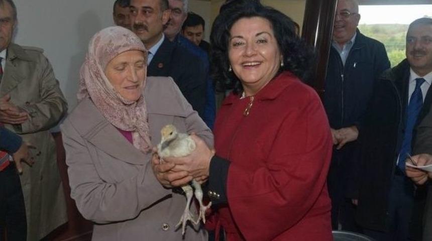 Vali Civelek&rsquo;ten Kapaklı K&ouml;y&uuml;ne 950 Hindi Civcivi