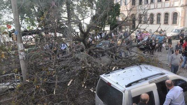 Giresun’da Çürüyen Asırlık Ağaç Park Halindeki Araçların Üstüne Devrildi