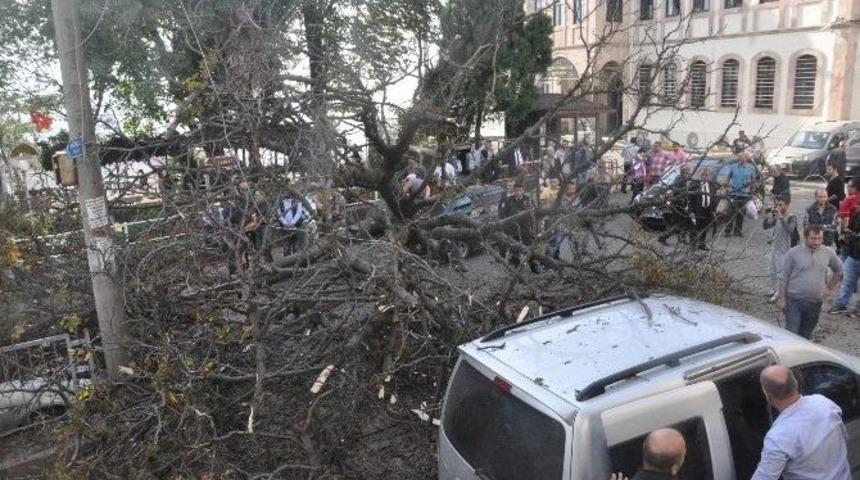 Giresun’da Çürüyen Asırlık Ağaç Park Halindeki Araçların Üstüne Devrildi