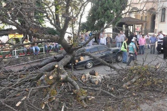 Giresun’da Çürüyen Asırlık Ağaç Park Halindeki Araçların Üstüne Devrildi